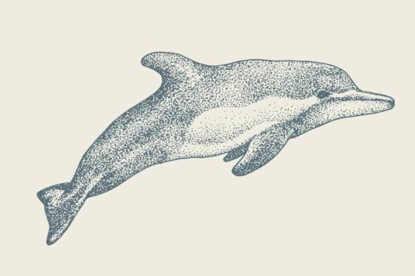 1. Dolphin scaled Vectorency Dolphin Hand Drawn Animal Illustration