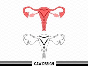 Uterus SVG Very Clean and Easy to Cut